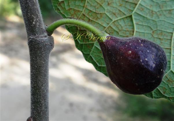 Mature Fig
